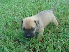 Puppies for sale bullmastiff - Cyprus, Nicosia