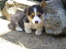 Puppies for sale other breed - Cyprus, Limassol