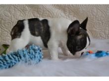 Puppies for sale french bulldog - Cyprus, Protaras