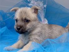 Puppies for sale other breed - Cyprus, Paphos