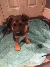 Puppies for sale german shepherd dog - Poland, Bedzin