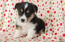 Puppies for sale other breed - Cyprus, Limassol