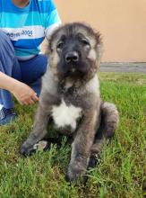 Puppies for sale caucasian shepherd dog - Slovenia, Novi Sad