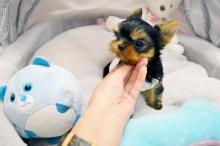 Puppies for sale yorkshire terrier - USA, Alabama. Price 300 $