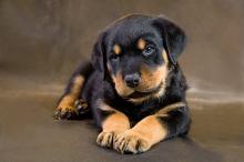 Puppies for sale rottweiler - Georgia, Georgia