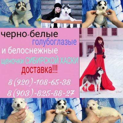 Продам щенка Хаски - Россия, Москва
