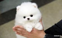 Puppies for sale pomeranian spitz - Georgia, Georgia