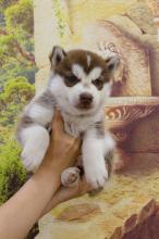Puppies for sale haski - Kyrgyzstan, Bishkek. Price 1000 $