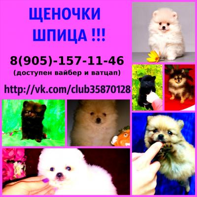 Продам щенка Шпиц - Россия, Москва. Цена 12000 рублей