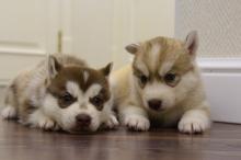 Puppies for sale haski - Kyrgyzstan, Bishkek. Price 1000 $
