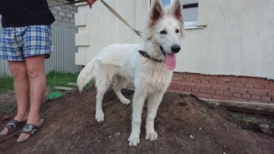 Продам щенка Белая швейцарская овчарка - Россия, Самара