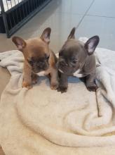 Puppies for sale french bulldog - United Kingdom, Nottingham