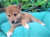 Puppies for sale other breed - Cyprus, Protaras