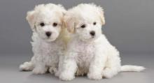 Puppies for sale bichon - Cyprus, Nicosia