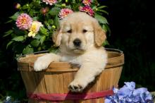 Puppies for sale golden retriever - Cyprus, Nicosia