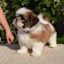 Puppies for sale shih tzu - Cyprus, Paphos