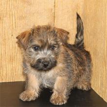 Puppies for sale other breed - Cyprus, Protaras