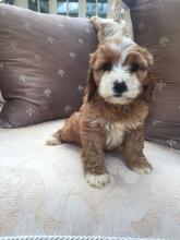 Puppies for sale other breed - Cyprus, Protaras