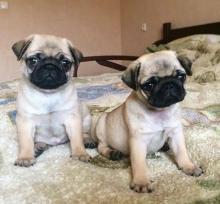 Puppies for sale pug - Russia, St. Petersburg