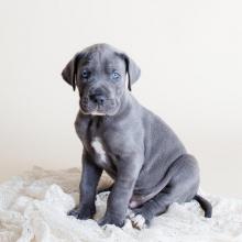 Puppies for sale other breed - Cyprus, Ayia Napa