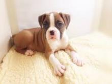Puppies for sale boxer - Cyprus, Protaras