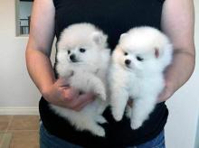 Puppies for sale pomeranian spitz - Cyprus, Nicosia