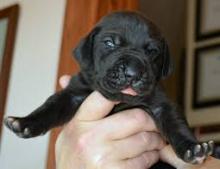 Puppies for sale other breed - Cyprus, Nicosia