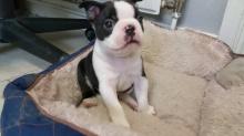 Puppies for sale boston terrier - Cyprus, Protaras