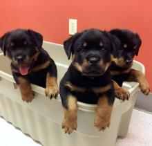 Puppies for sale rottweiler - Cyprus, Paphos