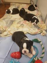 Puppies for sale boston terrier - Slovenia, Grosuplje