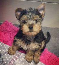 Puppies for sale yorkshire terrier - Estonia, Narva