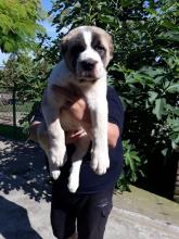 Puppies for sale central asia shepherd dog - Slovenia, Novi Sad