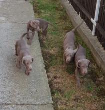 Puppies for sale weimaraner - Slovenia, Belgrade