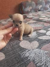 Puppies for sale chihuahua - Slovenia, Novi Sad, Kanjiza