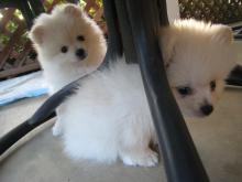 Puppies for sale pomeranian spitz - Ireland, Dublin. Price 250 €