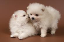 Puppies for sale pomeranian spitz - Luxembourg, Luxembourg