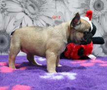 Puppies for sale french bulldog - Luxembourg, Luxembourg