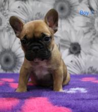 Puppies for sale french bulldog - Bulgaria, Varna