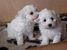 Puppies for sale bichon - Denmark, Odense