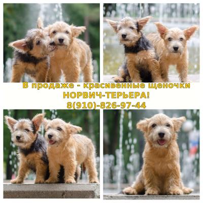 Продам щенка Норвич терьер - Россия, Ярославль