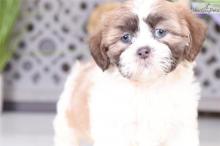 Puppies for sale shih tzu - USA, Georgia. Price 400 $