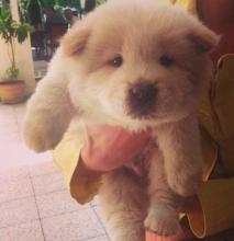 Puppies for sale chow chow - USA, Kentucky. Price 400 $