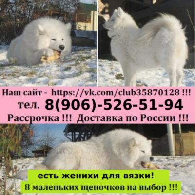 Продам щенка Самоед, самоедская лайка - Россия, Рыбинск
