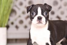 Puppies for sale boston terrier - USA, Georgia. Price 400 $