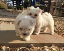 Puppies for sale maltese - Finland, Helsinki
