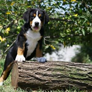 Продам щенка Большой швейцарский зенненхунд - Украина, Запорожье. Цена 1000 долларов