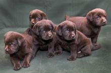 Puppies for sale labrador retriever - Slovenia, Krusevac