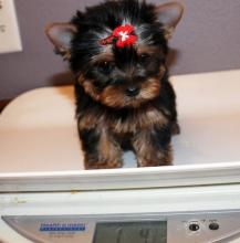 Puppies for sale yorkshire terrier - Denmark, Kopenagen. Price 550 €