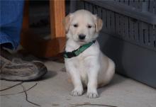 Puppies for sale golden retriever - Turkmenistan, Dashoguz. Price 550 €