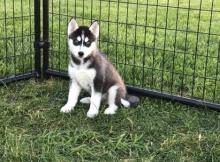 Puppies for sale haski - United Kingdom, Dover. Price 550 €